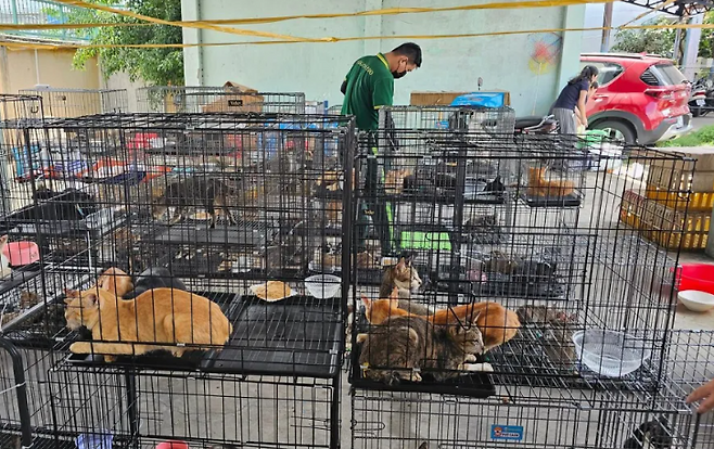 지난 6월 11일 베트남 호찌민시에서 적발된 고양이 고기 거래 조직에 의해 구조된 고양이.[휴메인 월드 포 애님멀즈 제공]