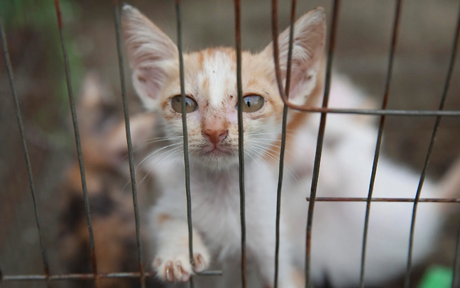 베트남 고양이 도살장에서 구출된 고양이.[휴메인 월드 포 애니멀즈 제공]