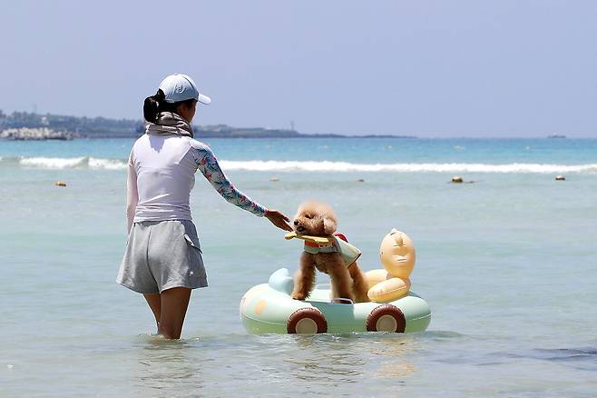 지난달 28일 오후 제주시 조천읍 함덕해수욕장 펫 비치(Pet Beach)에서 한 피서객이 반려견과 함께 물놀이를 하고 있다. 뉴스1