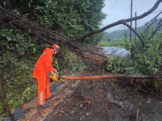 An emergency responder cuts down a fallen tree that fell across a road due to heavy rainfall in Chuncheon, Gangwon, on July 18. GANGWON STATE FIRE HEADQUARTERS