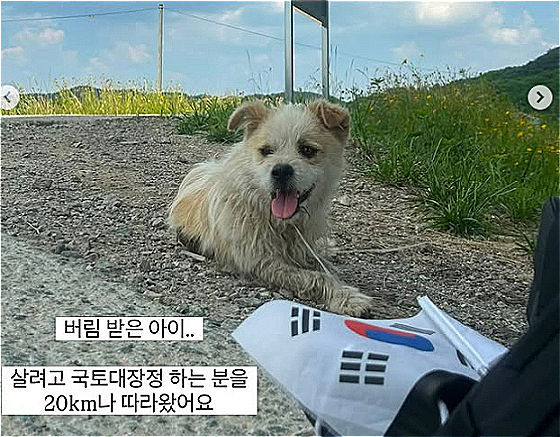 [유기견 입양홍보 계정 ‘럭키러버(@lucky.lover_s2)’]