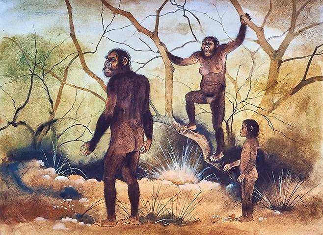 초기 인류 조상인 오스트랄로피테쿠스 아파렌시스의 생활을 상상한 그림. 영국자연사박물관 제공