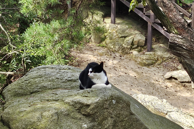 관악산 고양이. 김광우 기자.