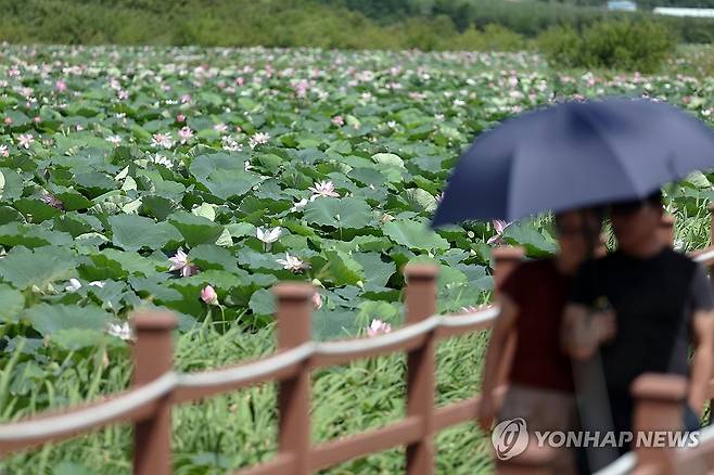 만개한 홍련 위로 (전남광주=연합뉴스) 민현기 기자 = 24일 오전 전남광주통합특별시 나주시 공산면 우습제 생태공원에 만개한 홍련 위로 시민들이 걷고 있다. 2026.7.24 mhk0226@yna.co.kr
