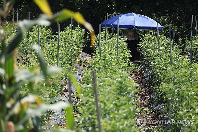 폭염중대경보 속 밭일…괜찮을까 (경산=연합뉴스) 박세진 기자 = 27일 폭염중대경보가 발효된 경북 경산시 한 밭에서 작업자가 파라솔을 쓰고 밭일을 하고 있다. 2026.7.27 psjpsj@yna.co.kr