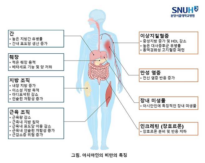 아시아인 비만의 특징(그림제공=분당서울대병원)