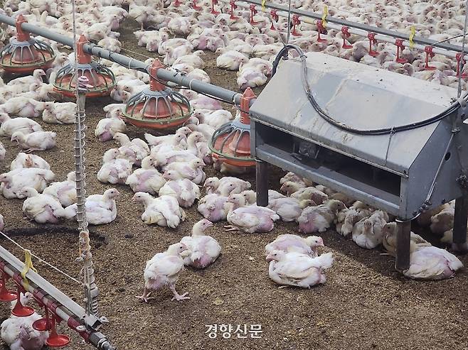 28일 전남광주 무안군 유화꼬꼬농장 축사에서 육계들이 시설물 아래 그늘진 공간에 몸을 웅크리고 있다. 고귀한 기자