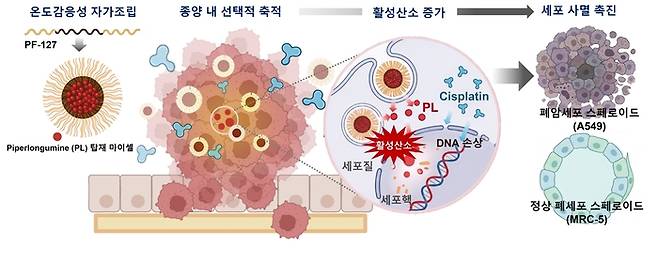 폐암 선택적 치료를 위한 고분자 나노약물전달체의 작동 원리.
