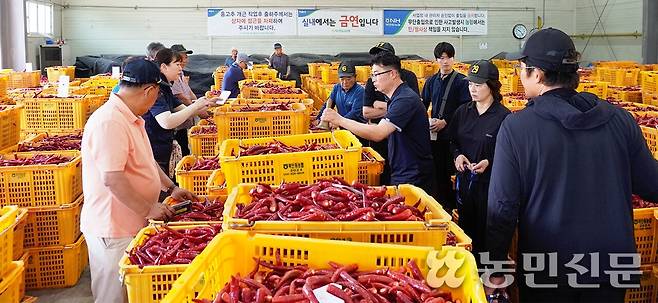 7월29일 경북 북안동농협 산지 공판장에서 홍고추 초매식이 열린 가운데 중도매인들이 출하물량의 품위를 살피고 있다.