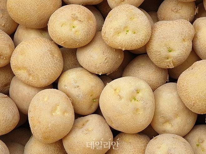 절단하지 않은 통씨감자. ⓒ농촌진흥청