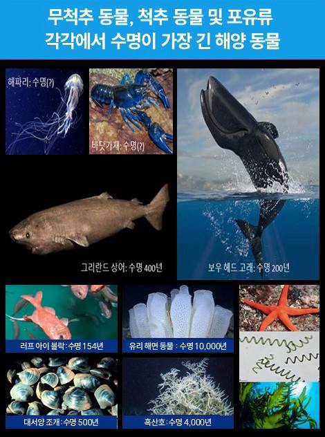 수명이 긴 해양 동물 [한국해양과학기술원 제공]