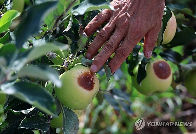 사과 농가도 폭염 피해 (예산=연합뉴스) 김준범 기자 = 6일 오전 충남 예산군 신암면의 한 사과밭에서 강한 햇볕에 누렇게 변하고 검게 타들어 간 사과가 나무에 달려 있다. 2026.8.6 psykims@yna.co.kr