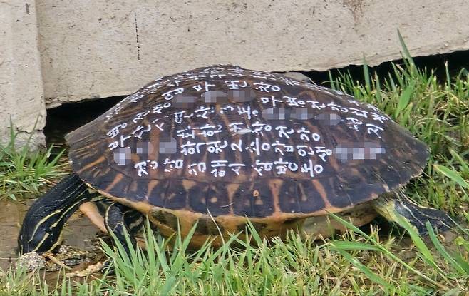 부산 해안가 배수로에서 발견된 대형 거북이. 연합뉴스