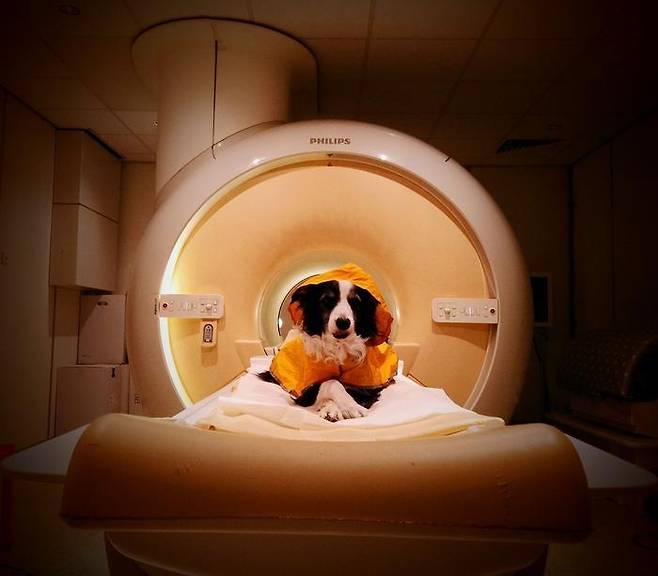 기능적 자기공명영상(fMRI) 검사받는 개 연구팀은 훈련된 반려견들을 대상으로 행복, 분노, 두려움, 슬픔을 표현하는 사람의 얼굴 이미지를 보는 동안 기능적 자기공명영상(fMRI)을 이용해 깨어 있는 상태에서 뇌 활동을 측정했다. [Laura V. Cuaya 제공. 재판매 및 DB 금지]