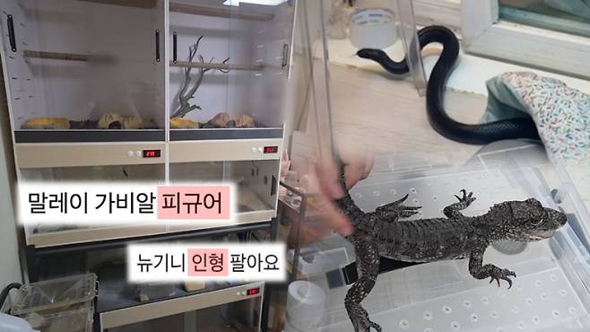 '궁금한 이야기Y'