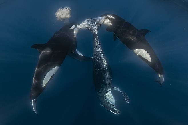 고래를 사냥한 고래. Rafael Fernandez Caballero / Ocean Photographer of the Year 2026