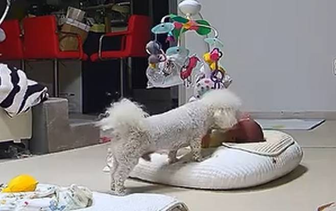아기가 울자 달래주는 강아지 당근이(인스타그램 3rd_horse_ 제공) ⓒ 뉴스1
