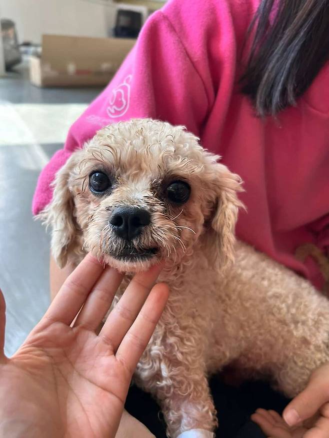 구조 당시 당근이 모습(인스타그램 3rd_horse_ 제공) ⓒ 뉴스1