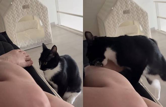 행복이가 보호자를 무는 순간! 동공이 커지고 무언가 집중하는 표정을 보이면 물기 시작해요. 보호자 제공