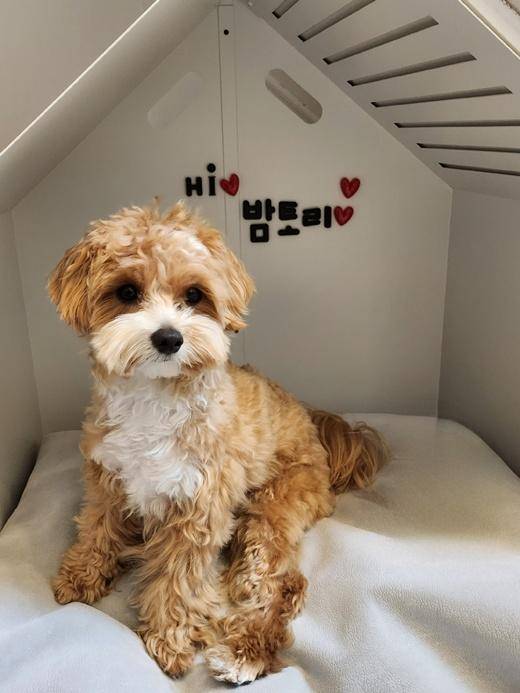 토리는 가족의 감정에 공감하는 강아지랍니다. 보호자 제공