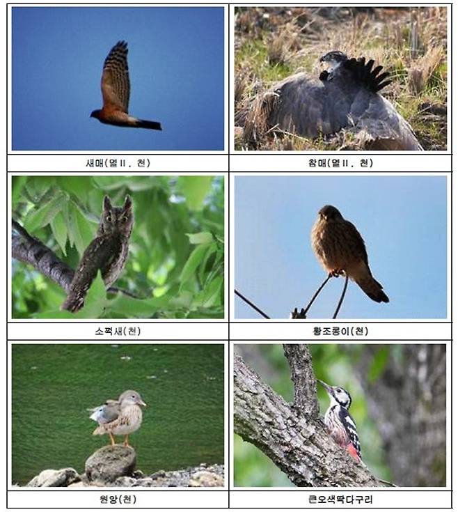 대둔산서 발견된 조류 [충남도 제공. 재판매 및 DB 금지]
