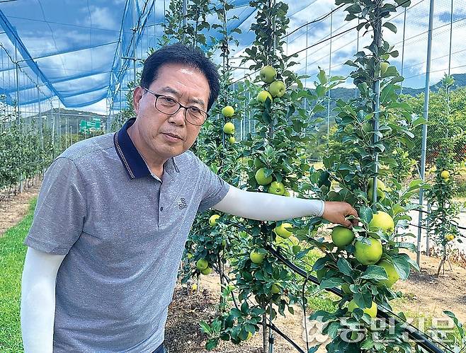 이정포 대구 군위군골든볼연구회장이 자신의 과수원에서 황색 조생종 사과 신품종인 ‘골든볼’의 생육상태를 살펴보고 있다.