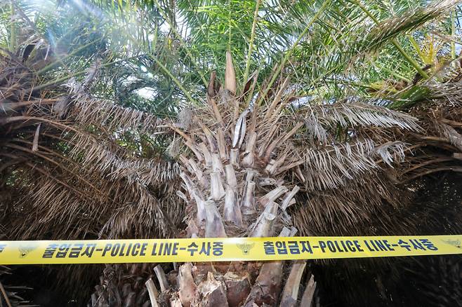 지난 26일 경찰의 실종사건 허위종결로 실종 104일 만에 장미란 씨의 시신이 발견된 제주시 한림읍 현장에 폴리스라인이 쳐져 있다. /사진=뉴스1