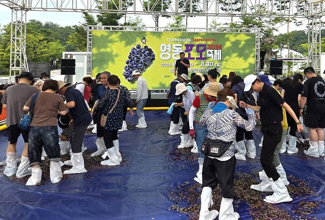 포도알 밟는 관광객들 [영동군 제공. 재판매 및 DB 금지]