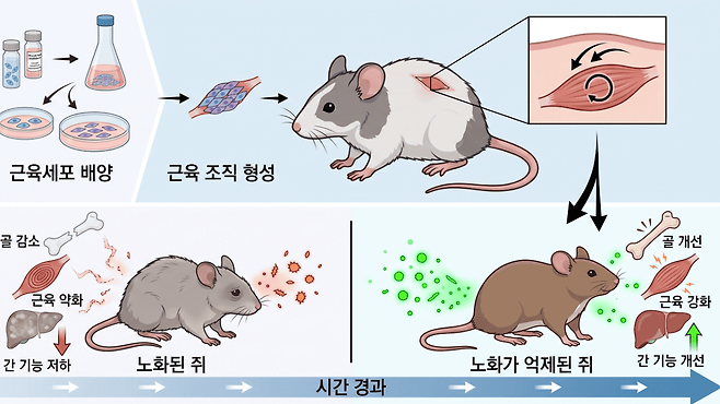 중국 연구팀이 생쥐의 허벅지 근육에서 줄기세포를 채취해 근육 운동 효과를 내는 수축성 근육 이식편(myograft)을 개발했다. 인공 근육을 이식받은 쥐는 중성지방 수치가 낮아졌고 간 손상과 염증도 줄었다&nbsp;|&nbsp;출처:&nbsp;Gemini 생성 &nbsp;