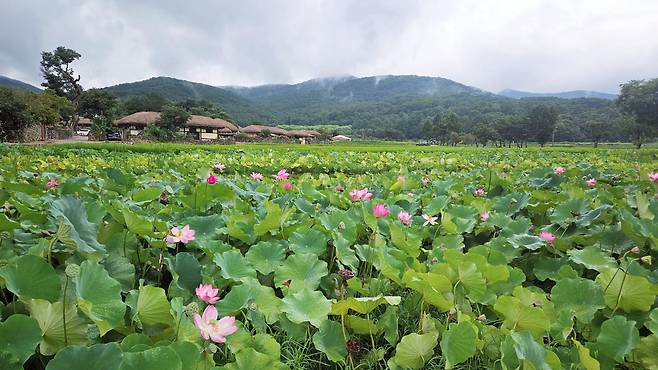외암민속마을 전경 (사진=오희나 기자)