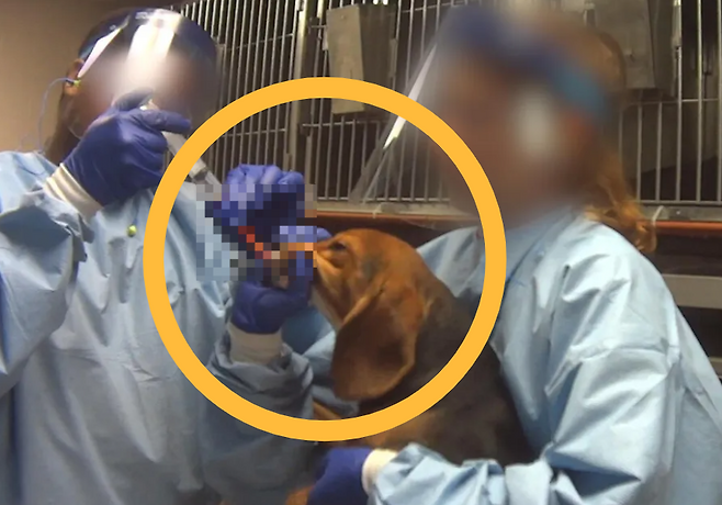 실험에 동원된 비글.[휴메인 월드 포 애니멀즈(Humane World for Animals) 제공]