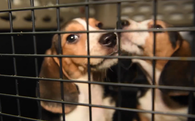 실험실에서 구조된 비글.[휴메인 월드 포 애니멀즈(Humane World for Animals) 제공]
