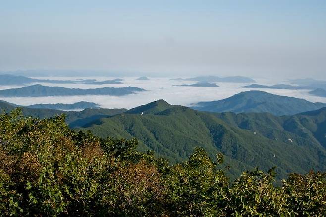 산림으로 덮인 능선이 이어지는 남한 백두대간 전경. 독자의 이해를 돕기 위한 사진으로, 기사에 언급된 특정 장소와 관계없음. (사진 산림청)/뉴스펭귄&nbsp;