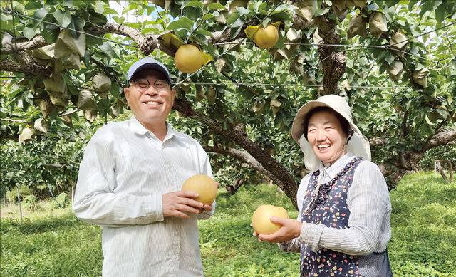 지난 9일 경기도 화성시 금성농원에서 신창수·홍혜옥씨 부부가 과수원에서 직접 재배한 명품 배를 들고 함께 포즈를 취하고 있다.