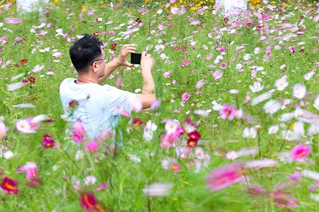 경북 경산시 하양경관농업단지에 식재된 코스모스가 바람에 흔들리고 있다. [사진=연합뉴스]