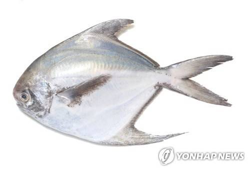 병어 [연합뉴스 자료 사진]