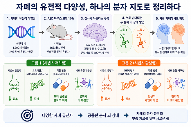 자폐 위험 유전자 생쥐 모델에서 나타난 두 가지 상반된 분자적 뇌 상태.[과기정통부 제공]