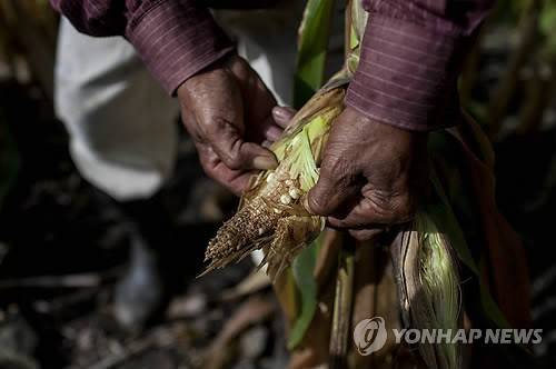 과테말라 가뭄 [EPA=연합뉴스]