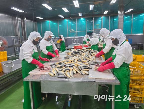 경남 사천에 위치한 다미원 삼천포 공장에서 작업자들이 부세조기를 손질하고 있다. [사진=구서윤 기자]
