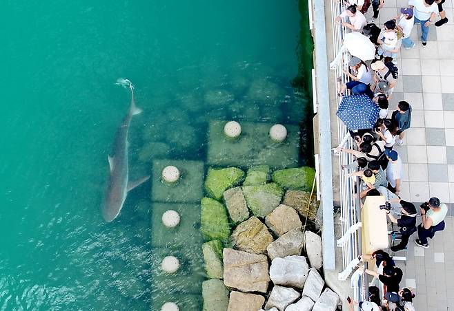 People crowd around a waterway to see a shark at North Port Waterfront Park in Dong District, Busan, on Sept. 20. YONHAP
