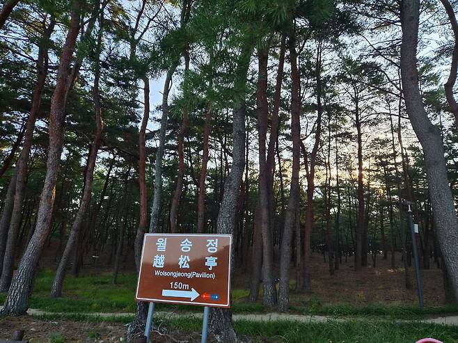 지난 20일 경북 울진군 평해읍 월송정 주변에 울창한 소나무숲 모습. 김정석 기자