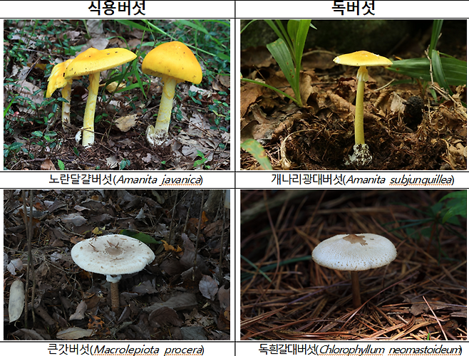 식용버섯과 유사한 가을철 독버섯 비교. 자료 : 농촌진흥청 제공