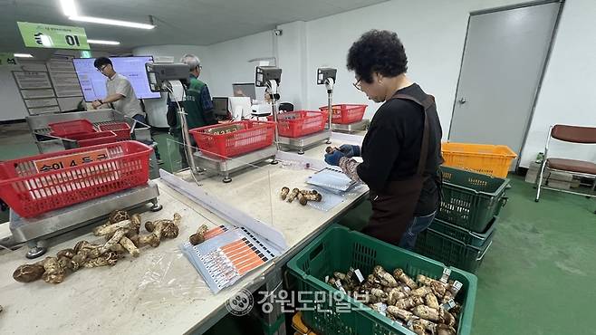 ▲ 양양송이 공판장에서 수매된 송이를 등급별로 분휴하고 있다.