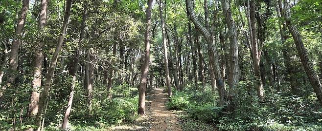 올레길 4코스 해양수산연구원을 지나면 만나는 매오름 등산로. 제주 강동삼 기자