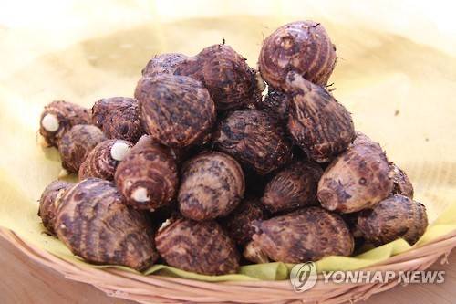 곡성 토란 [연합뉴스 자료 사진]