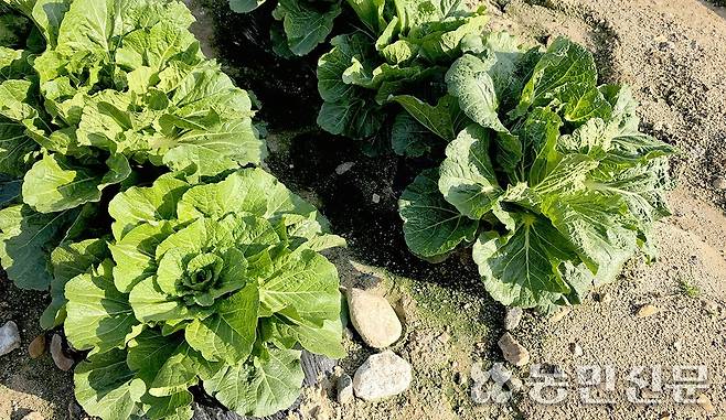 출하를 앞둔 강원 평창군 대관령면 배추밭 모습. 배추의 결구가 제대로 이뤄지지 않아 봄동배추처럼 넓게 벌어져 있다.