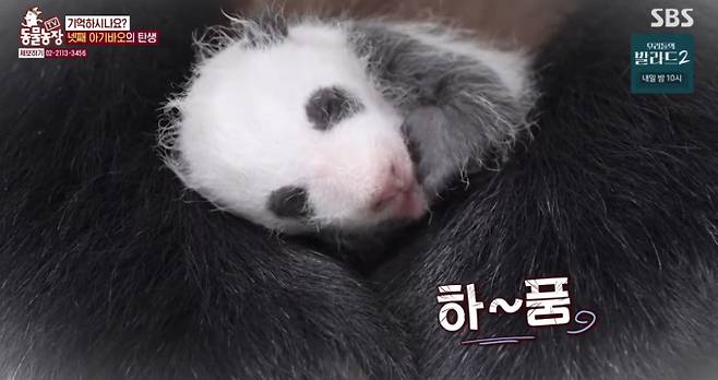 ‘TV 동물농장’ 슈바오&nbsp;