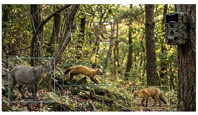 무인카메라에 찍힌 야생동물의 종류를 인공지능(AI)이 자동으로 판별하는 모습을 표현한 이미지. (이미=국립공원공단)