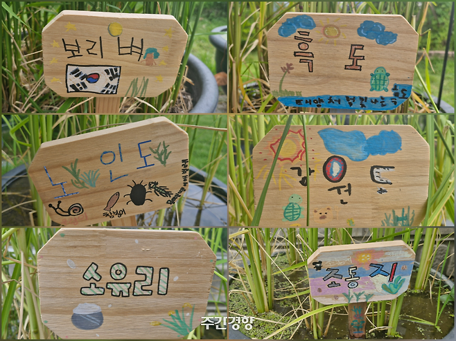 토종벼 여섯 품종 이름표. 이완 제공