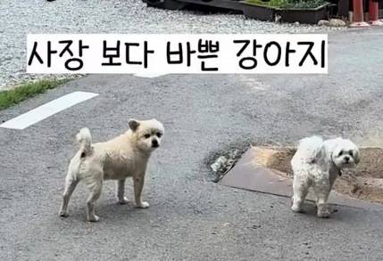 펜션으로 출근한 뽀삐(왼쪽)와 미자(인스타그램 nini_hongcheon 제공) ⓒ 뉴스1